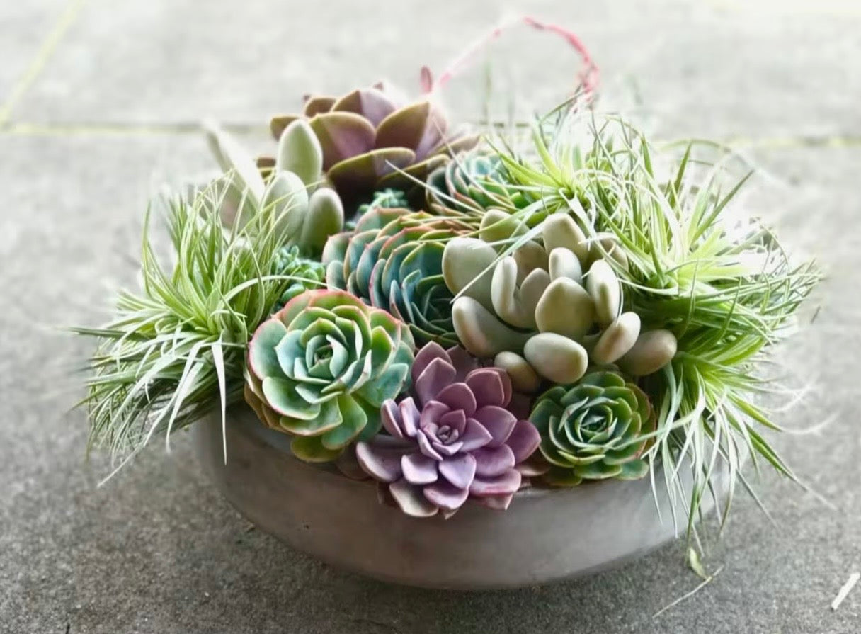 LUSH SUCCULENT GARDEN
