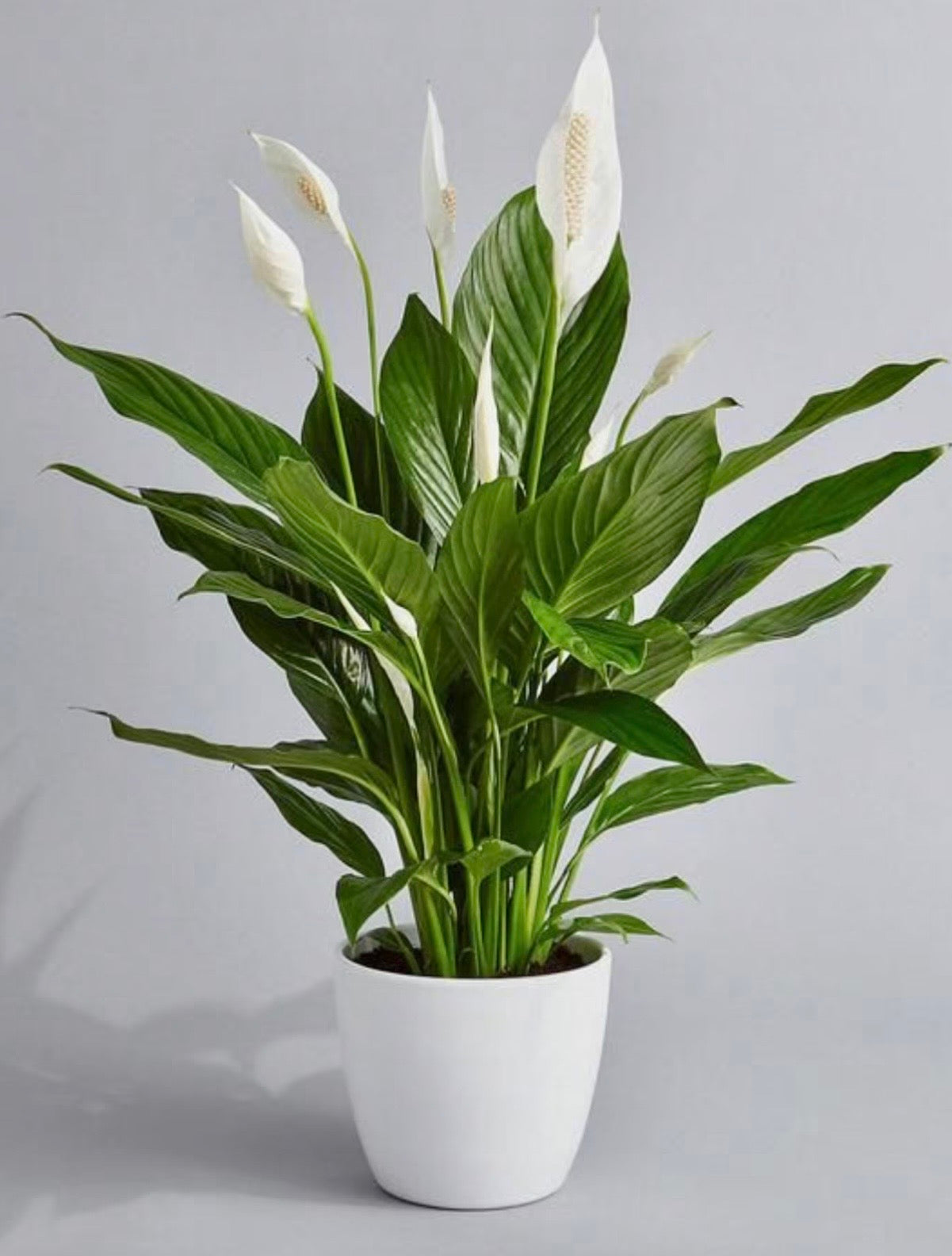 PEACE LILLY