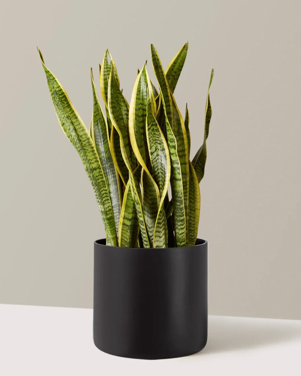 GREEN SNAKE PLANT