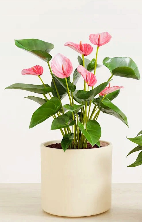 ANTHURIUM PLANT