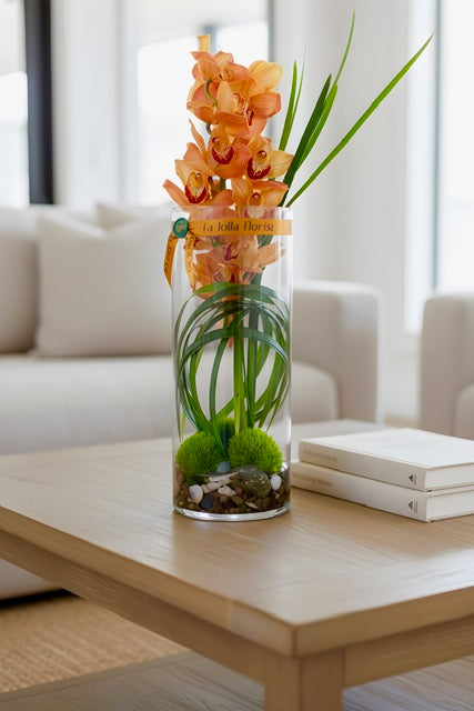 CYMBIDIUM CLASS